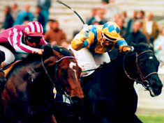 chevaux